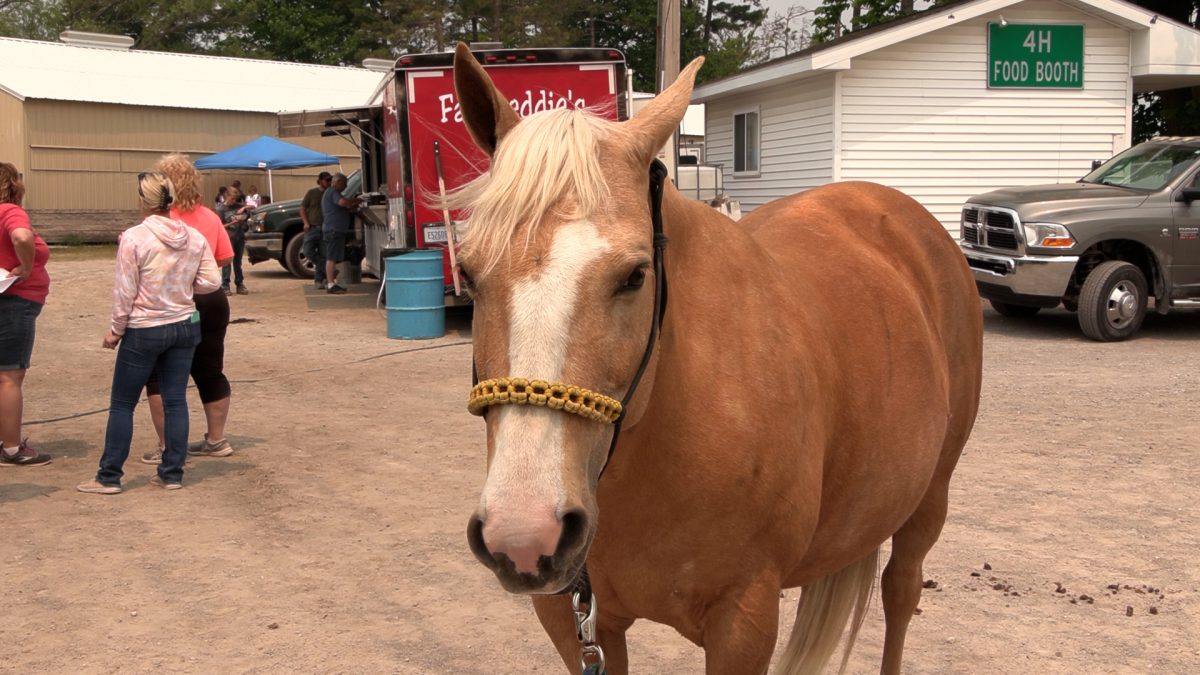 ‘Horses on the Rise’ at the Alpena County Fairgrounds  WBKB 11 [Video]