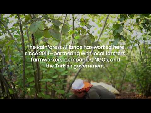 Our Work with Hazelnut Farmers in Trkiye [Video]