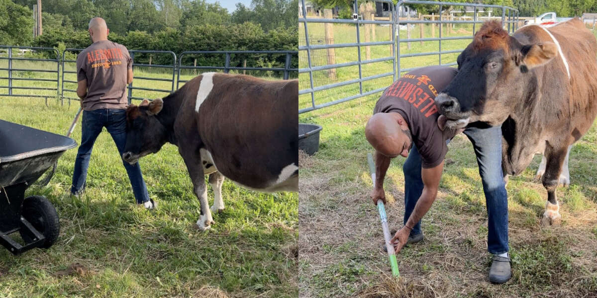 Blind Cow Refuses To Stop Cuddling And Kissing People Who Rescued Her [Video]