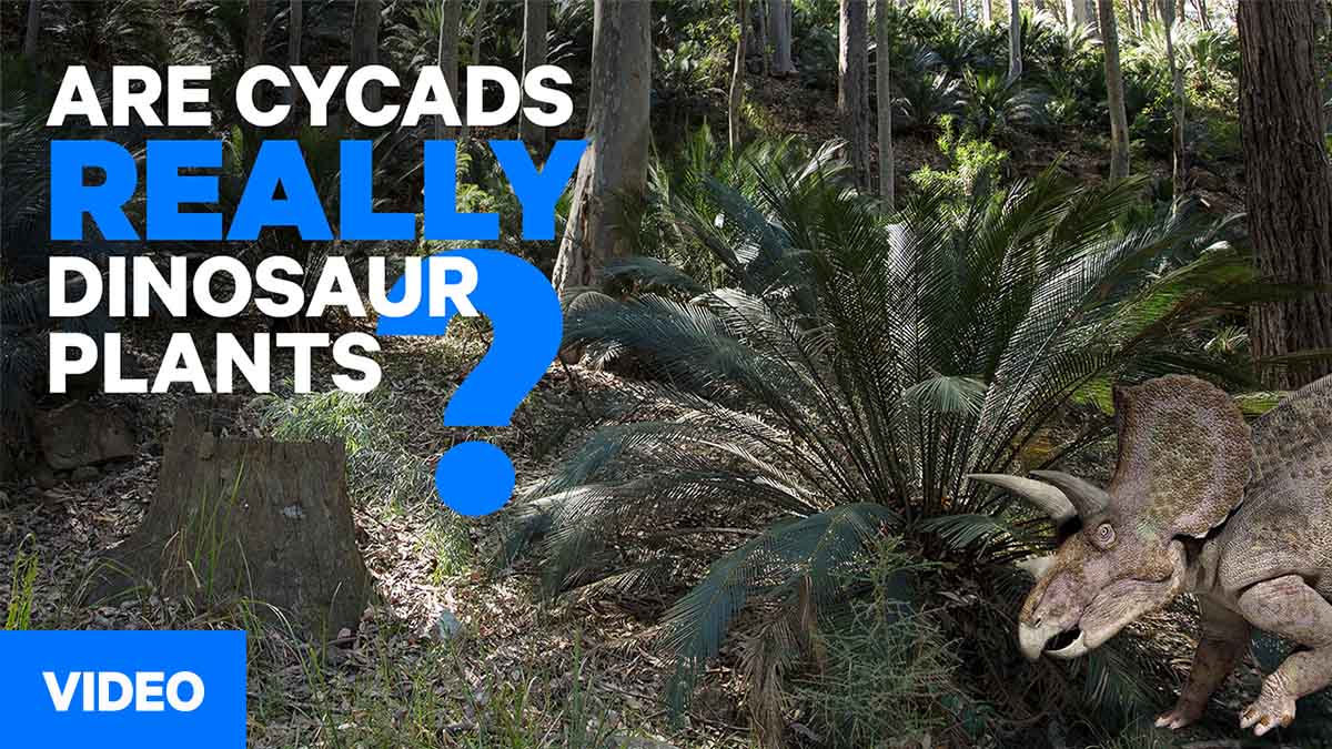 Are cycads really dinosaur plants? [Video]