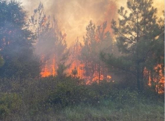 Five homes destroyed in Hill County wildfire near Blum [Video]