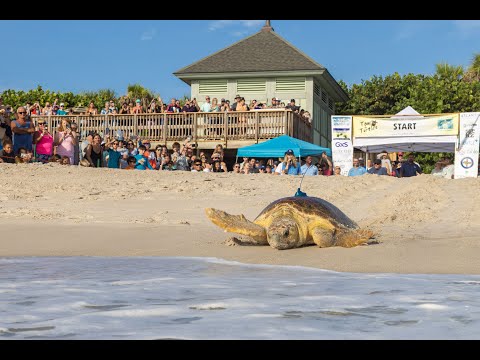 16th Annual Tour de Turtles Underway from Disney’s Vero Beach Resort | Walt Disney World [Video]