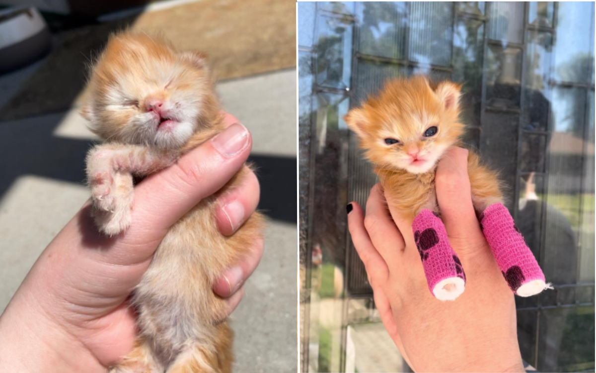 Tears as ‘Tater Tot’ the Kitten Born With Malformed Limbs Dies Suddenly [Video]