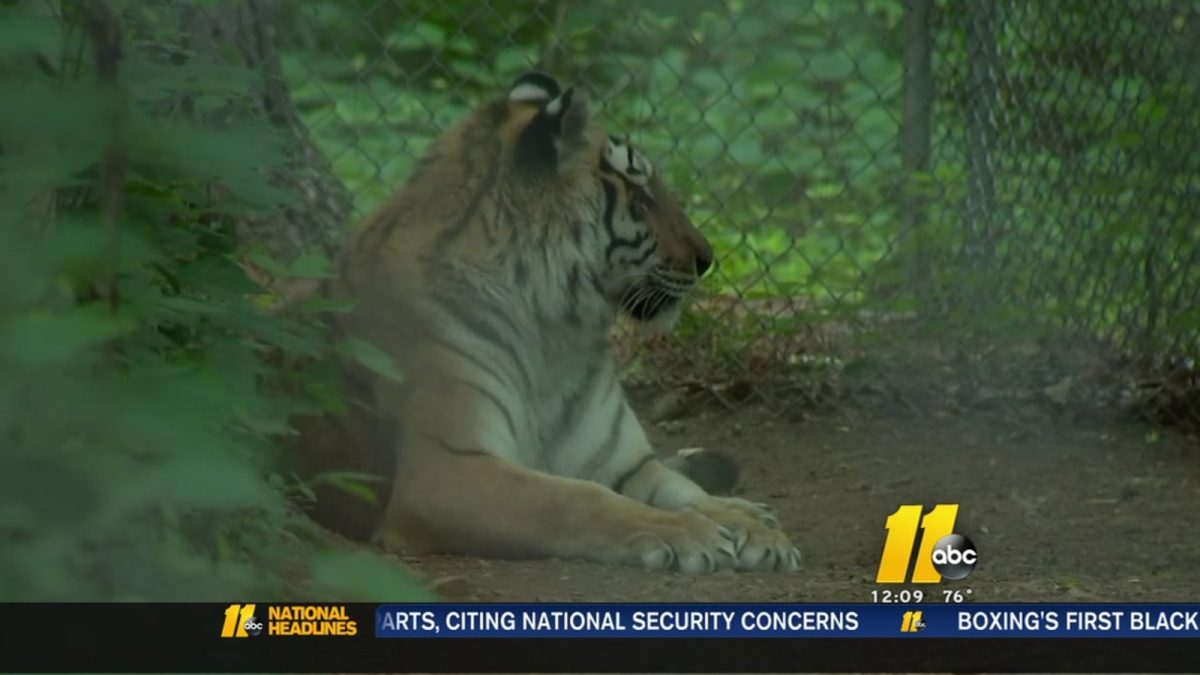 Ohio resident travels to NC every month to volunteer at Carolina Tiger Rescue [Video]