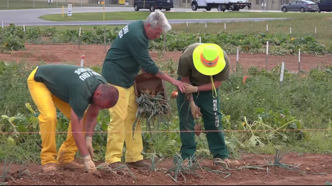 Prison inmates send tons of produce to food banks in Maryland [Video]