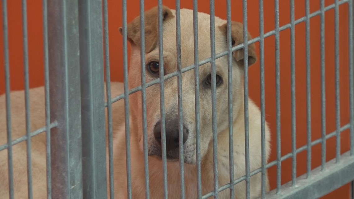 Smith County Animal Control hosts nationwide adoption event [Video]