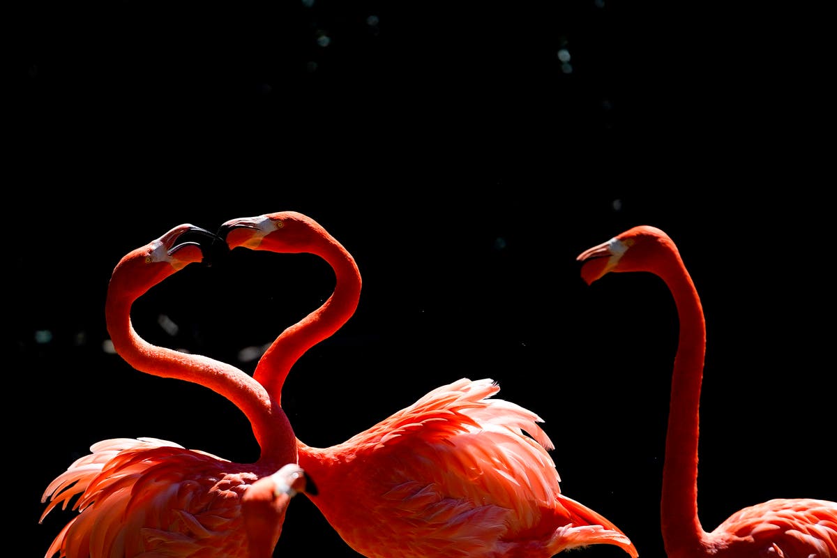 Flamingos are cropping up thousands of miles from their homes after Hurricane Idalia [Video]