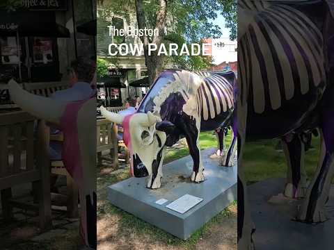 The Boston Cow Parade 🐄🐮 [Video]