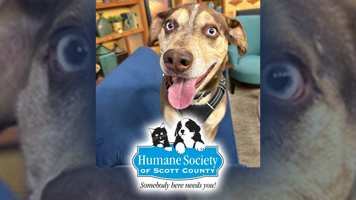 Davenport and Humane Society at odds over funding [Video]