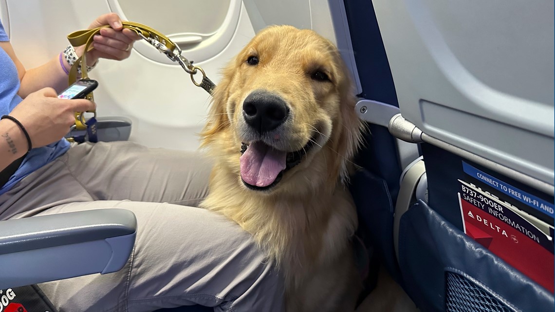 Puppies train to be assistance dogs at Detroit-area airport [Video]