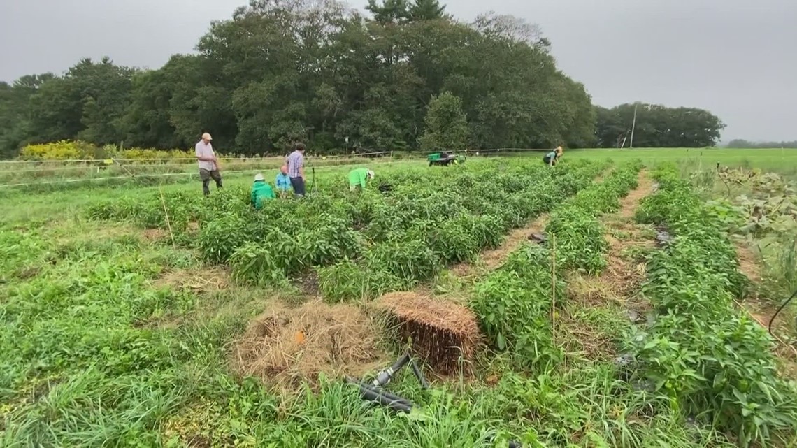 Twin Villages Foodbank Farm in Damariscotta is for community [Video]