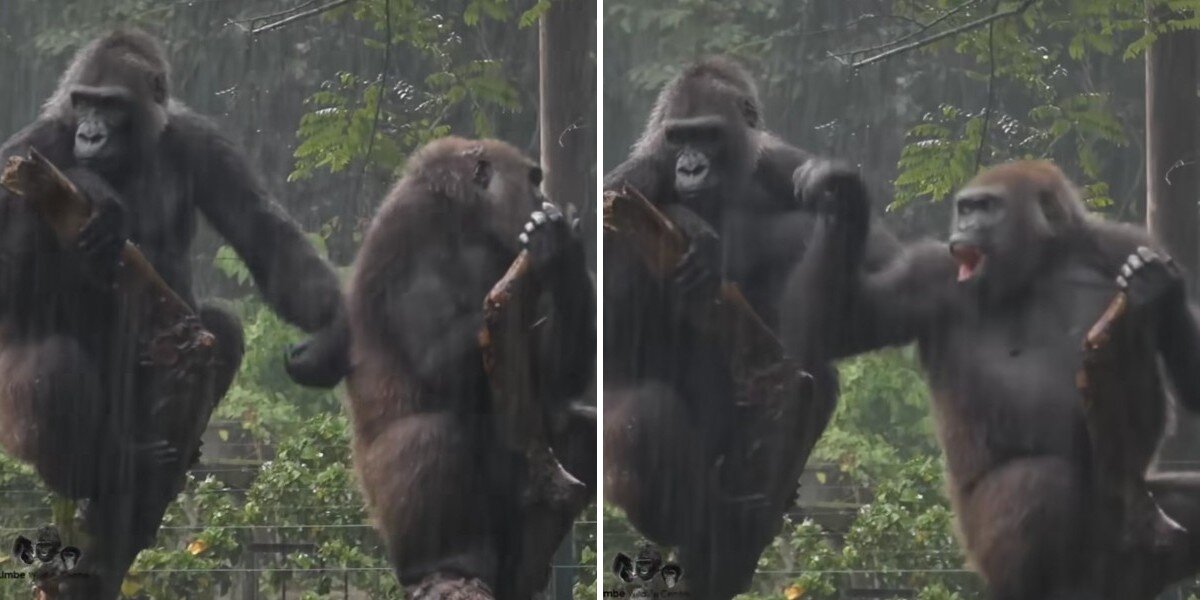 Rescue Gorillas Bicker And Bother Each Other Like Real Life Roommates [Video]