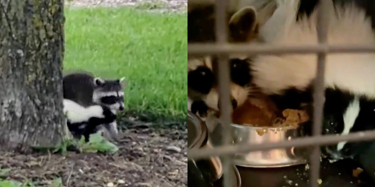 Unlikely Best Friends Refuse To Leave Each Other’s Side After Being Orphaned [Video]