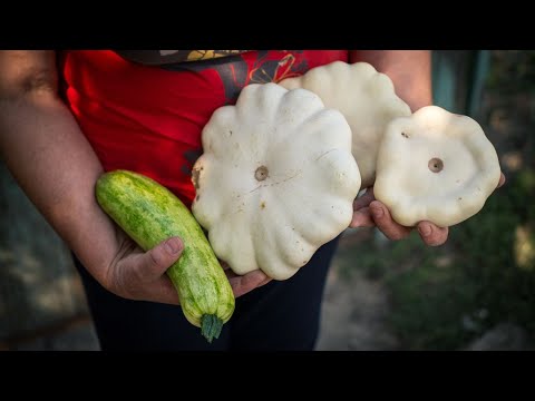 WCK supports home gardens across Ukraine through Seeds of Hope [Video]