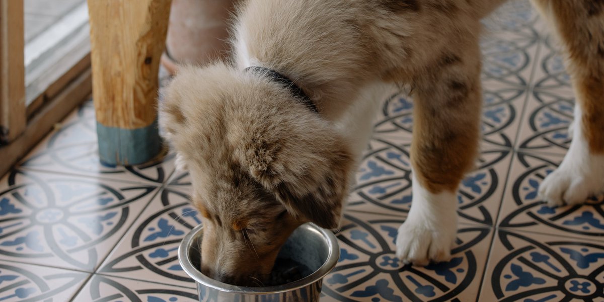 Feed-a-Pet program in dire need of pet food [Video]