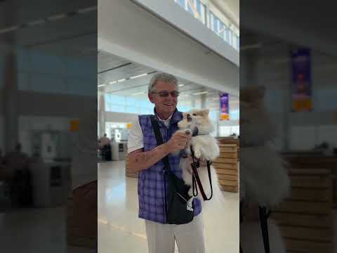 Navigating DEN: Traveling With Your pet [Video]