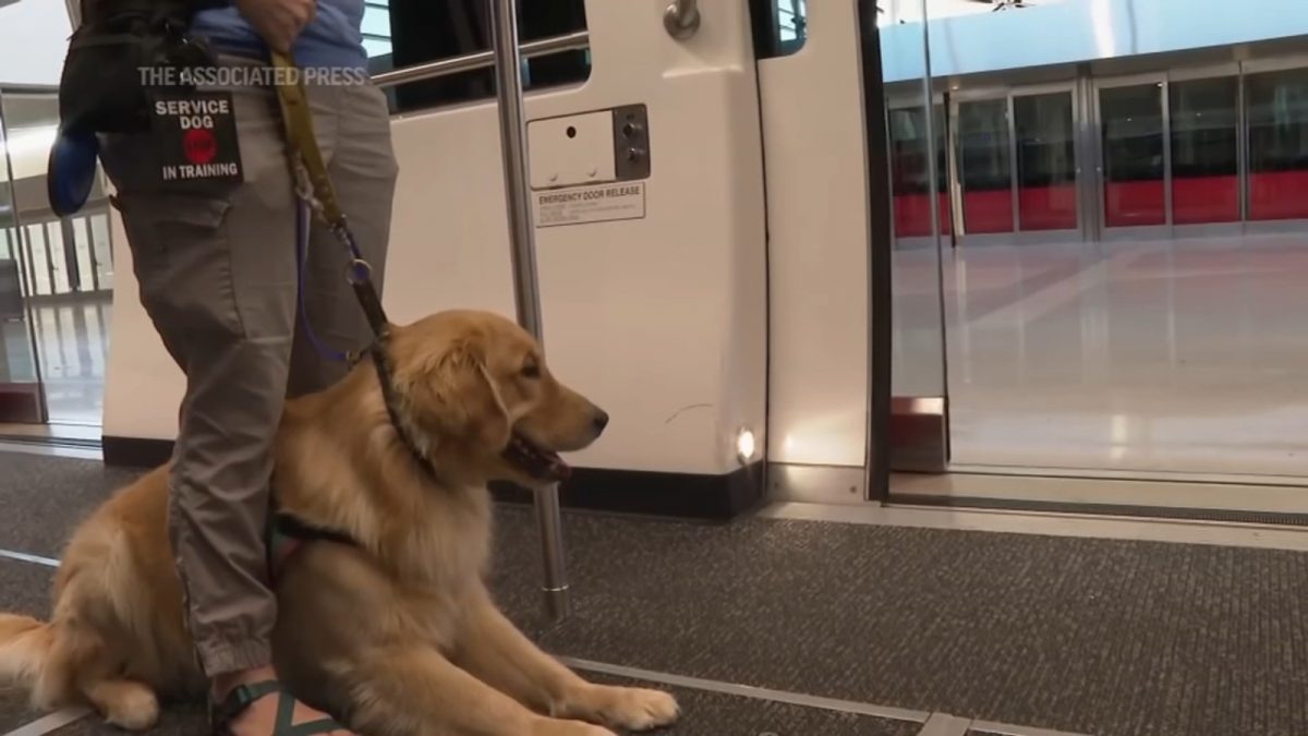 Puppies training to be future service dogs earn their wings at Detroit Metropolitan Airport [Video]