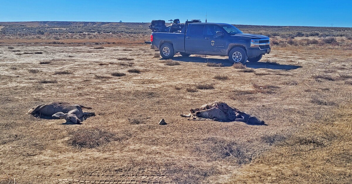 IDFG looking for information about two mule deer left to waste near Hagerman [Video]