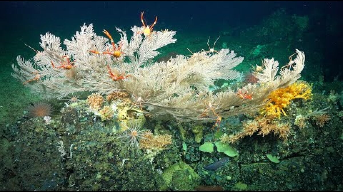 See the newly discovered 1000-year-old deep-sea coral reefs in full color [Video]