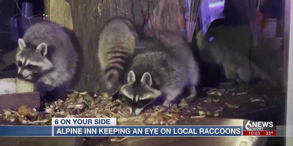 Omaha’s Alpine Inn keeping close eye on local raccoons amid rabies discovery [Video]