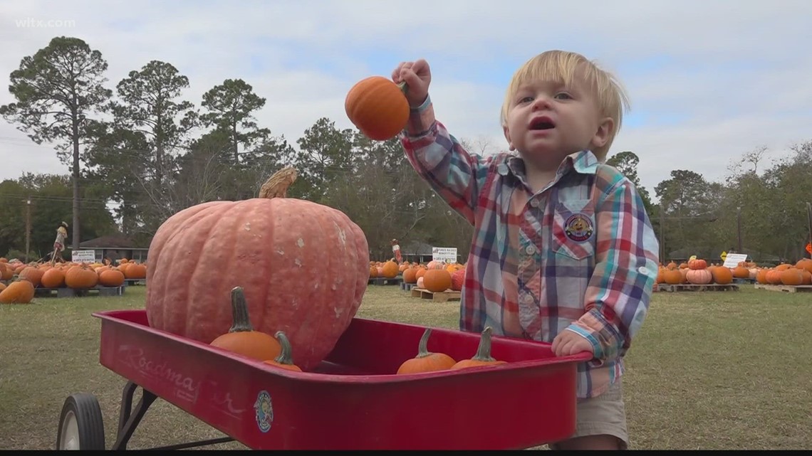 Sumter pumpkin patch helps to raise money [Video]