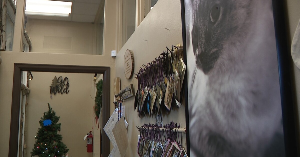 Demi’s Animal Rescue closing down, searching for future home [Video]