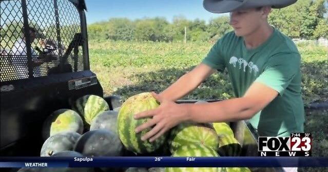 Student farmers give back to the Stillwater community for Giving Tuesday | News [Video]