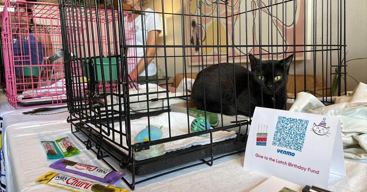 T-Town TNR using granted funds to provide free spay, neuter services for owned cats in Tulsa | News [Video]