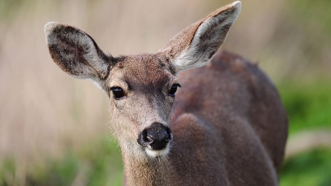 NPS to reduce deer population at some national parks in the DMV [Video]