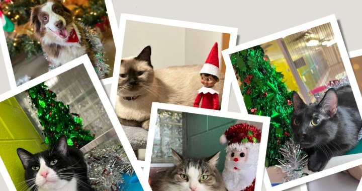 Hamilton, Niagara pet shelters at capacity step up adoptions and foster programs for the holidays – Hamilton [Video]