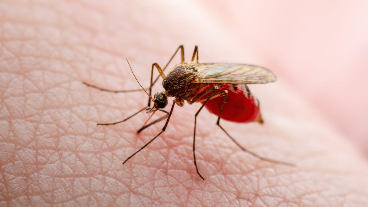 Dengue virus in Hawaii, how you can help prevent it [Video]