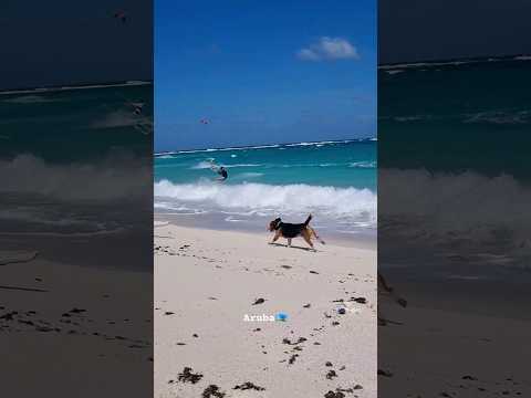 #aruba [Video]