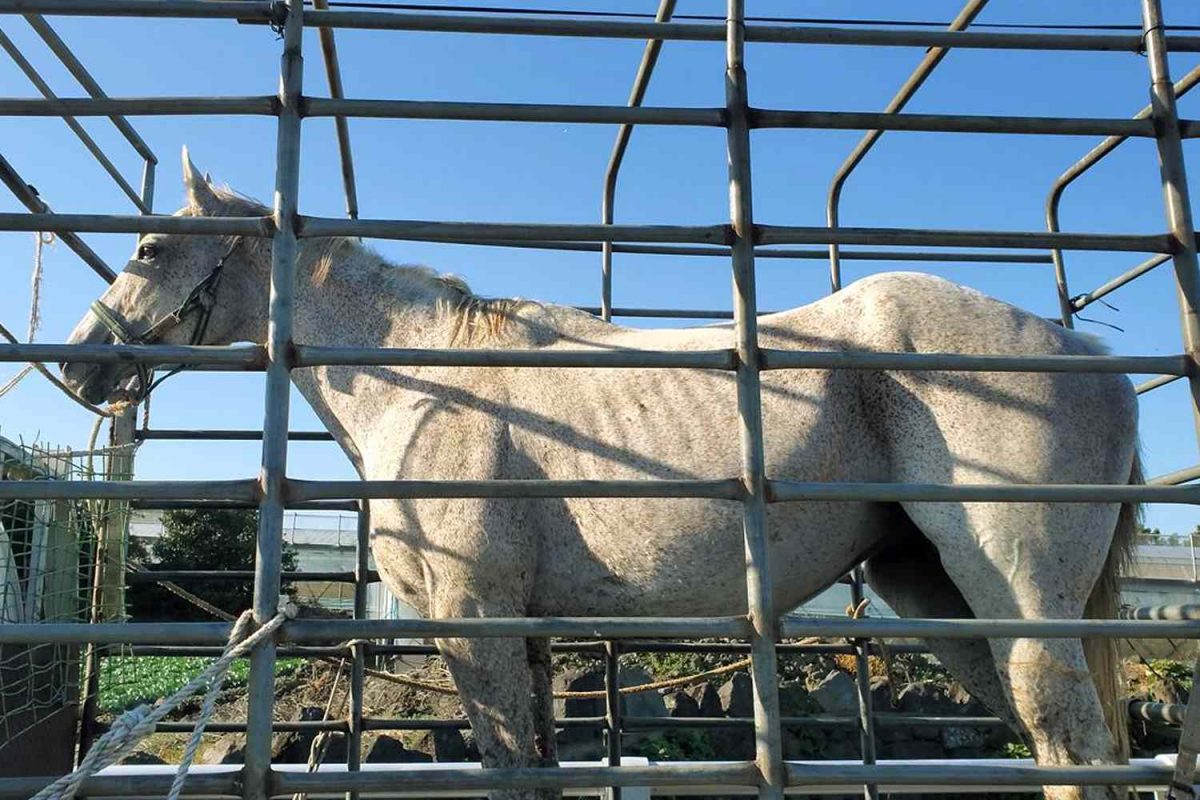 U.S. Racehorse Rescued from Slaughterhouse in South Korea by PETA [Video]