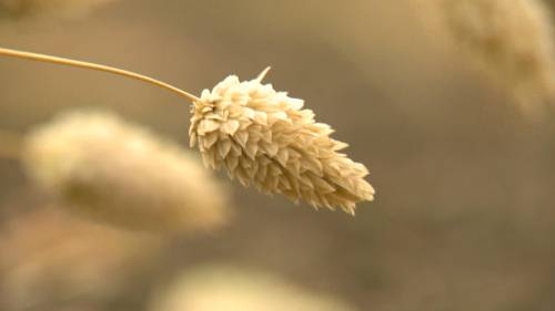 Saskatchewan crops produce lower greenhouse gas: study [Video]