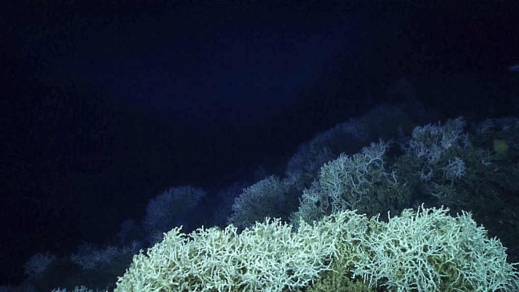 Scientists map out largest coral reef in ocean off U.S. Alantic coast [Video]