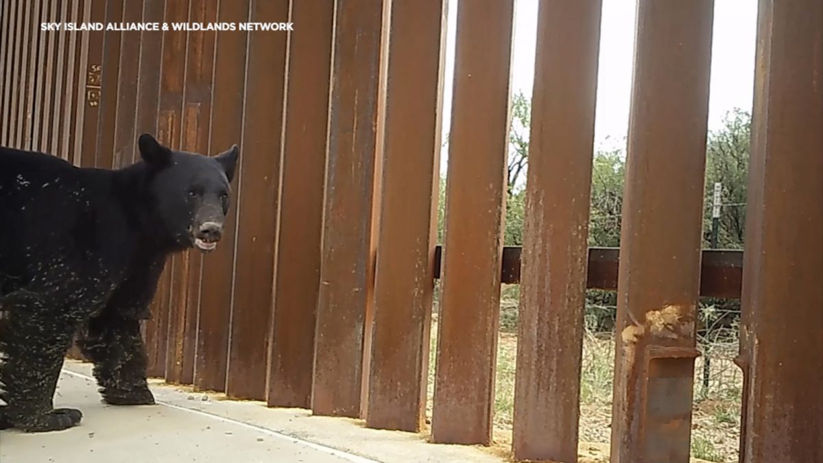 Evidence by research group Sky Island Alliance shows US-Mexico border wall has impacts on wildlife [Video]