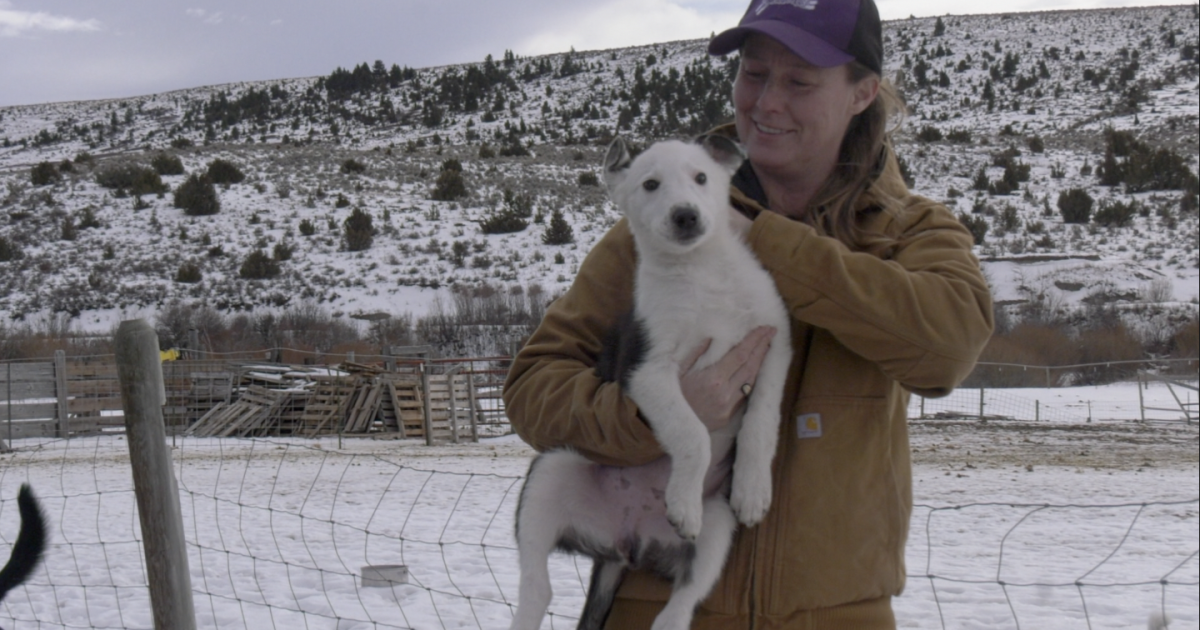 Montana community steps up to help rescue dozens of abused dogs [Video]