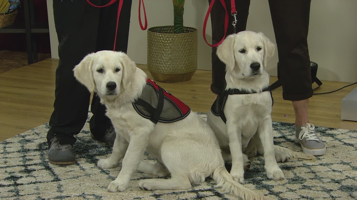 Project Chance dogs to children affected by autism [Video]