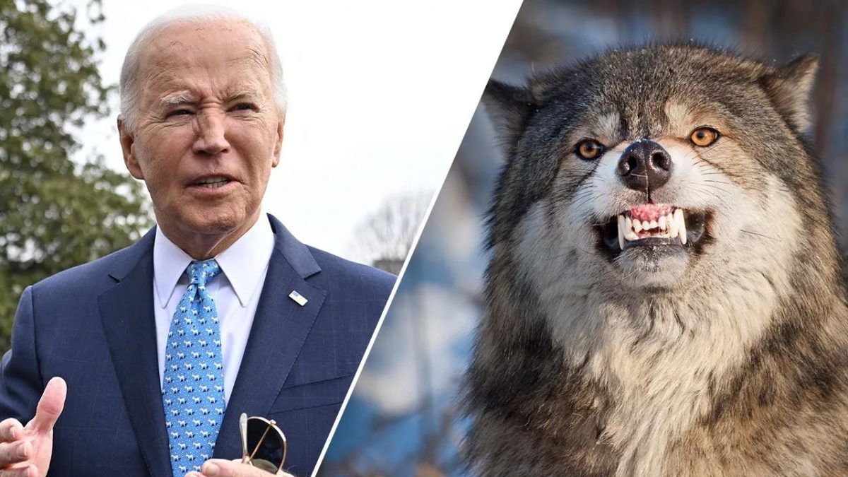 Republicans raise alarm as Biden admin prepares plan to protect wolves nationwide [Video]