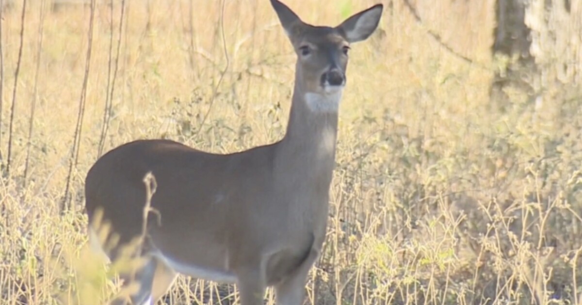 Maryland hunters and farmers to partner for deer management [Video]