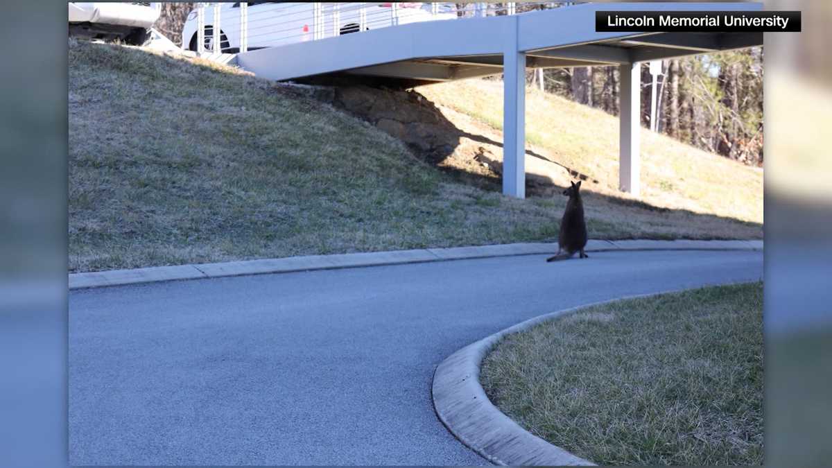 Pet wallaby bounces around college campus, returned home safe [Video]