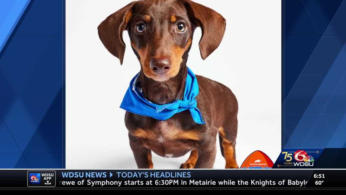 New Orleans rescue dog chosen for Puppy Bowl [Video]