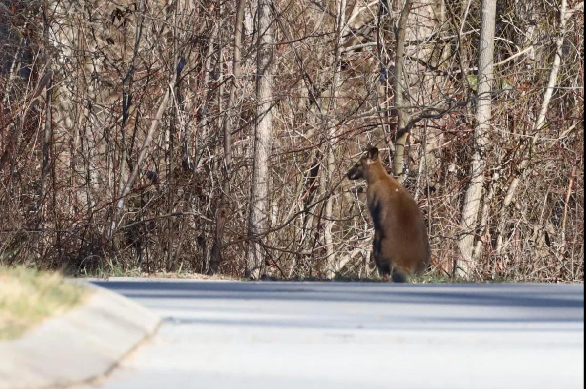 Escaped wallaby visits Tennessee university campus [Video]