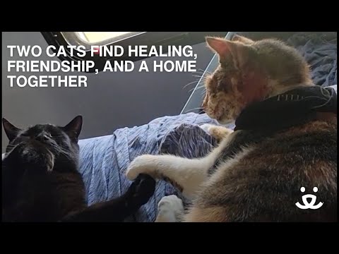 Two Cats found Friendship, Healing, and a Home – Together! [Video]