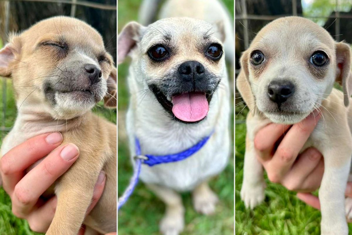 Pug-Mix Puppies and Their Mom Looking for a Home After Being Abandoned [Video]