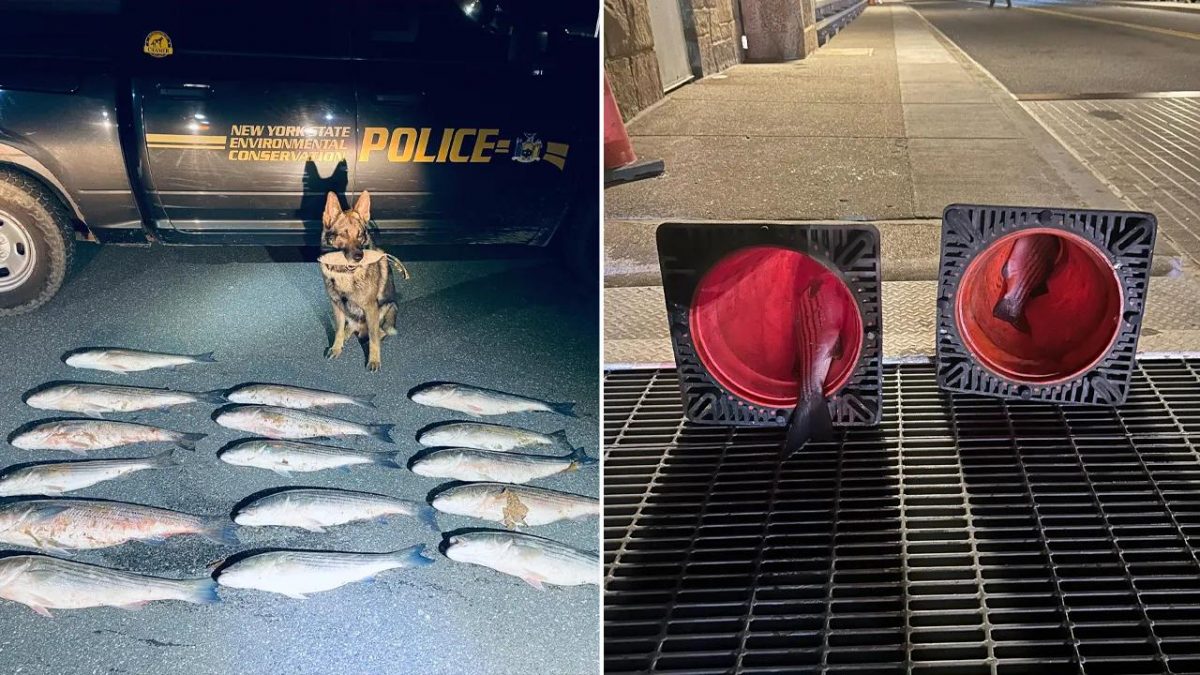 New York officers ticket striped bass poachers after discovering illegal catches hidden in odd places [Video]