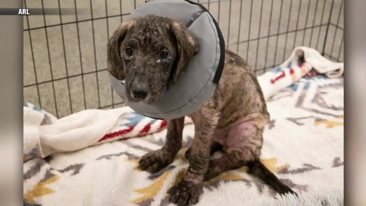 Stray 4-month-old puppy found wandering along highway in Roslindale – Boston News, Weather, Sports [Video]
