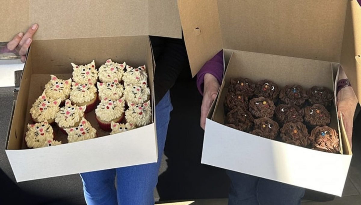 Volunteer Bakers Help Make Cupcake Sale a Success for SPCA [Video]
