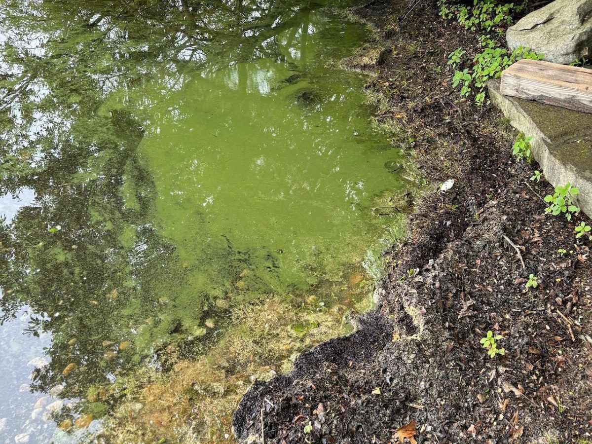 Potentially toxic bacterial blooms found in ponds in Mashpee [Video]