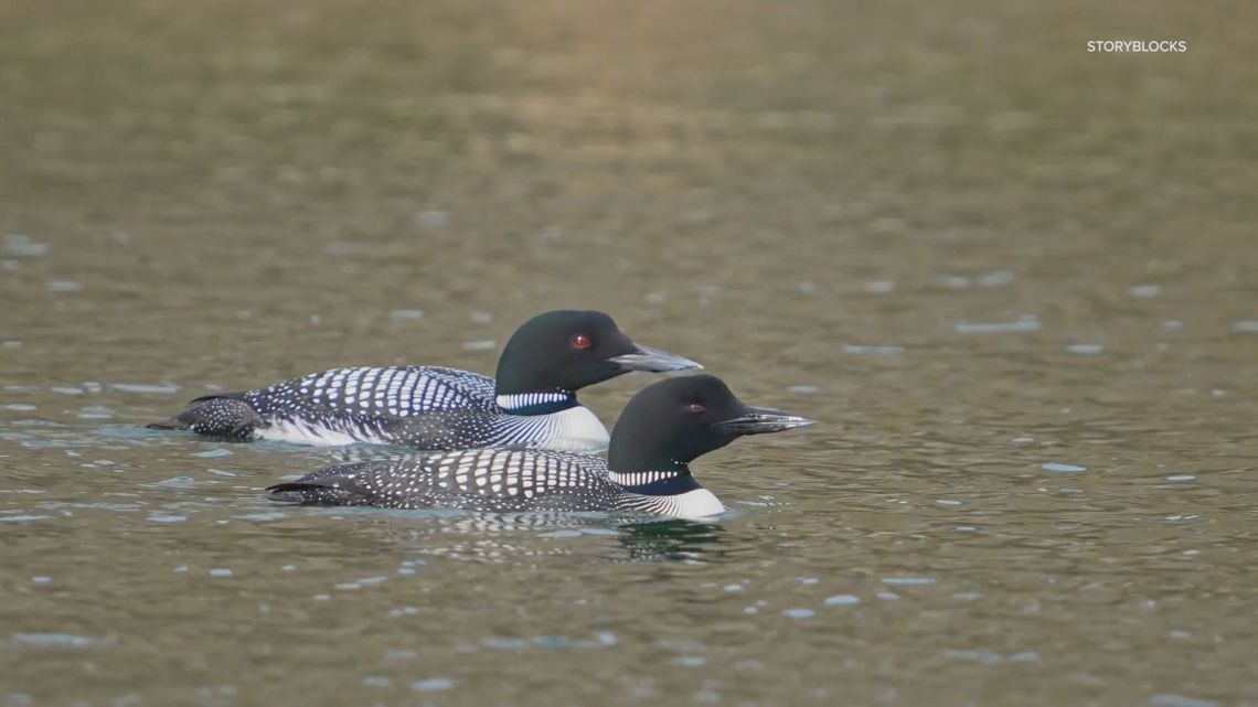 Environmental conservation: Maine Audobon counts Loon population [Video]